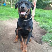 Rottweiler Kovo