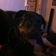 Rottweiler Kovo