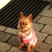Yorkshire terrier Nuga