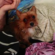 Yorkshire terrier Nuga