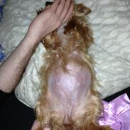 Yorkshire terrier Nuga