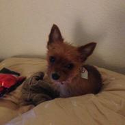 Yorkshire terrier Nuga