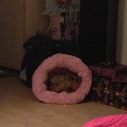 Yorkshire terrier Nuga