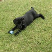 Labrador retriever Smilla