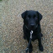 Labrador retriever Smilla