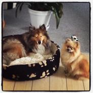 Pomeranian Fiona
