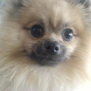 Pomeranian Fiona