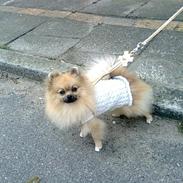 Pomeranian Fiona