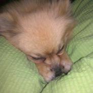 Pomeranian Fiona