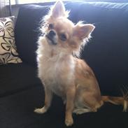 Chihuahua Ditte