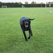 Labrador retriever Sussie