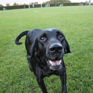 Labrador retriever Sussie