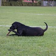 Labrador retriever Sussie