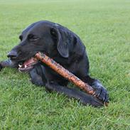 Labrador retriever Sussie