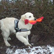 Golden retriever Django