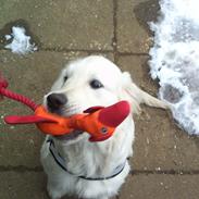 Golden retriever Django