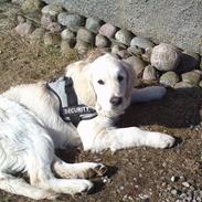 Golden retriever Django