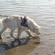 Golden retriever Django