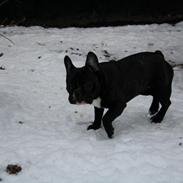 Fransk bulldog Vesterborgs Kiwi