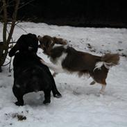 Fransk bulldog Vesterborgs Kiwi