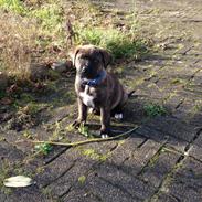 Blanding af racer Mastiff/ Rottweiler Diesel