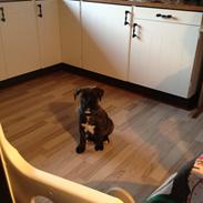 Blanding af racer Mastiff/ Rottweiler Diesel