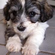 Bichon havanais Elvis