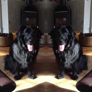 Blanding af racer Chowchow - Basse