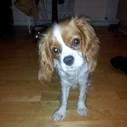 Cavalier king charles spaniel Freja