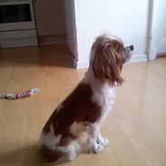 Cavalier king charles spaniel Freja