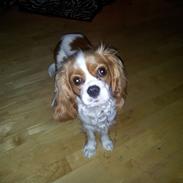 Cavalier king charles spaniel Freja