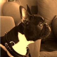 Fransk bulldog Cody