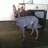 Xoloitzcuintle Zaban