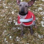 Xoloitzcuintle Zaban