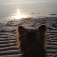 Chihuahua Bosse sov sødt <3