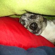 Chihuahua Mika Malou