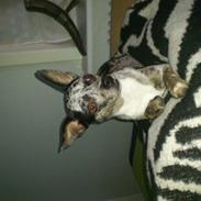 Chihuahua Mika Malou