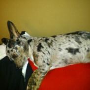 Chihuahua Mika Malou