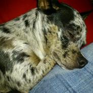 Chihuahua Mika Malou