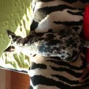 Chihuahua Mika Malou