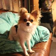 Chihuahua Louie