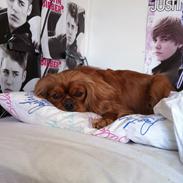 Cavalier king charles spaniel Stella