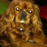 Cavalier king charles spaniel Stella