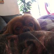 Cavalier king charles spaniel Stella