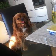 Cavalier king charles spaniel Stella