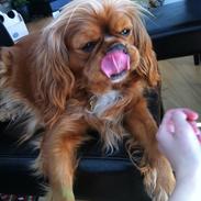 Cavalier king charles spaniel Stella