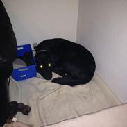 Labrador retriever Bastian