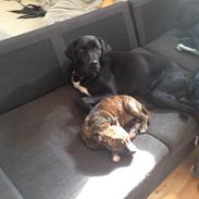 Labrador retriever Bastian