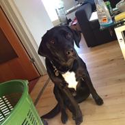 Labrador retriever Bastian