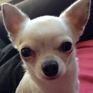 Chihuahua Alfie